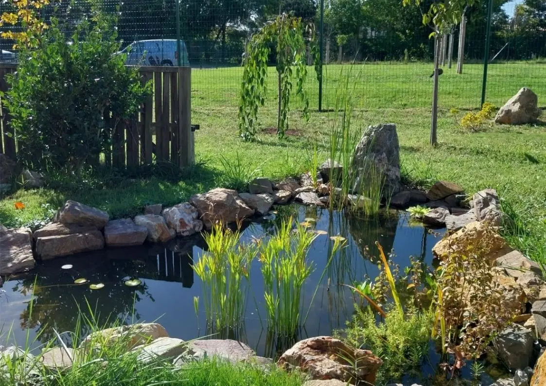 Bassin du jardin japonais